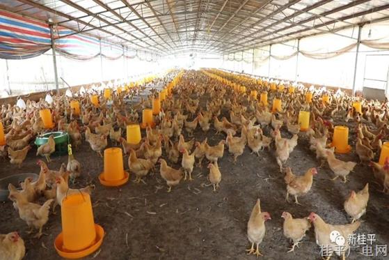 uedbet体育投注：罗播乡：以“公司+农户”模式促进特色养鸡业发展