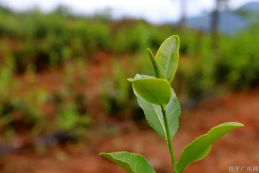 紫荆：发展特色茶叶种植 促进乡村产业兴旺