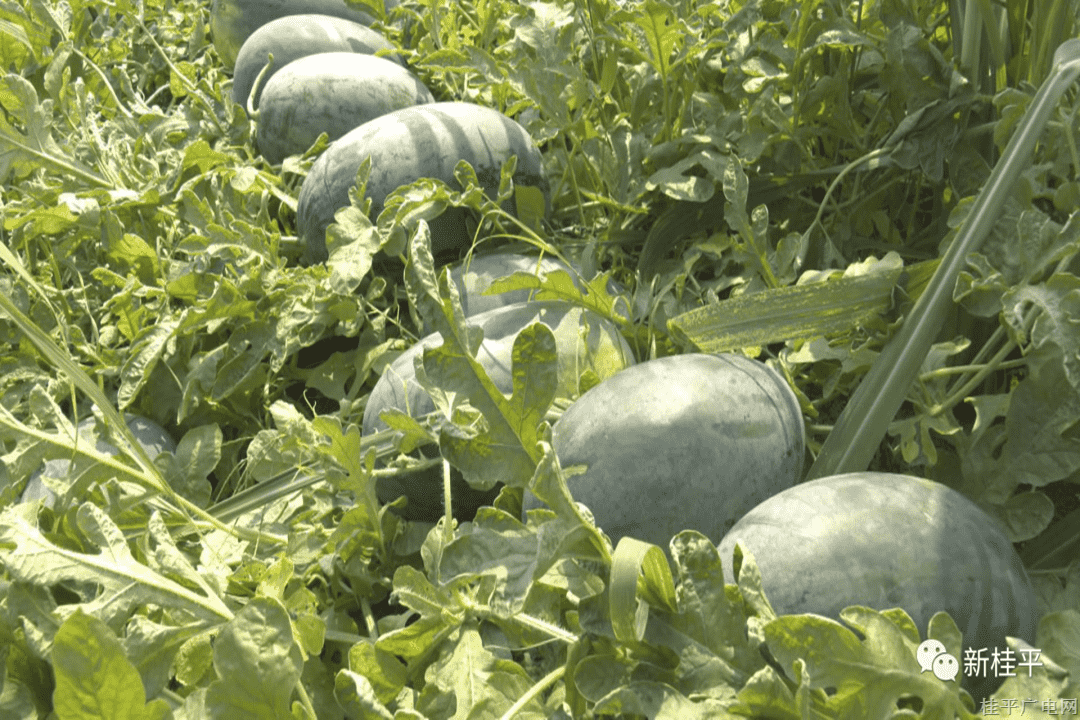 白沙镇：甘蔗地里套种西瓜 实现效益最大化